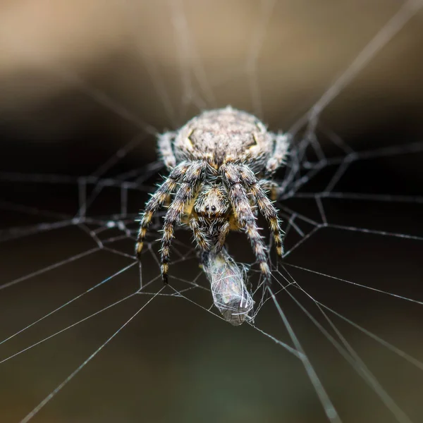Παγίδα Ιστού Spider Και Prey Σκούρο Φόντο — Φωτογραφία Αρχείου
