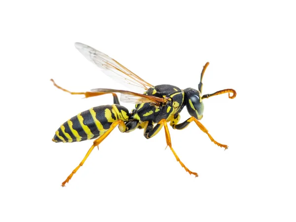 Gul Jacka Wasp Insekt Isolerad Vitt — Stockfoto