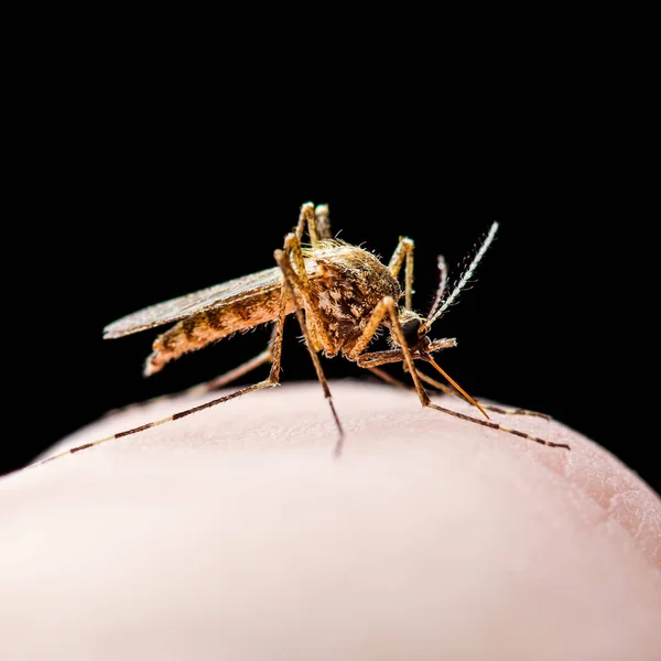 Yellow Fever Malaria Zika Virus Infected Mosquito Вкушений Комар Чорному — стокове фото