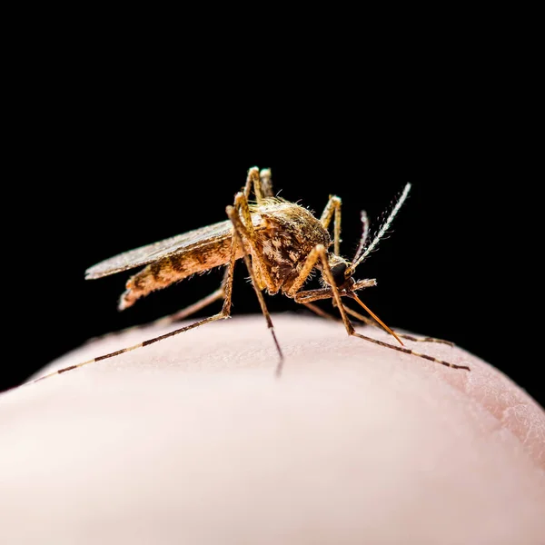 황열병 말라리아 바이러스 입물검은 배경에서 로열티 프리 스톡 이미지