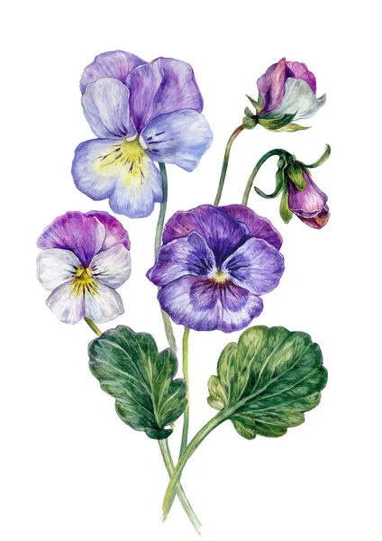 Pansy Vectorストックベクター ロイヤリティフリーpansy Vectorイラスト ページ 29 Depositphotos Pansy Vectorストックベクター ロイヤリティフリーpansy Vectorイラスト ページ 29 Depositphotos