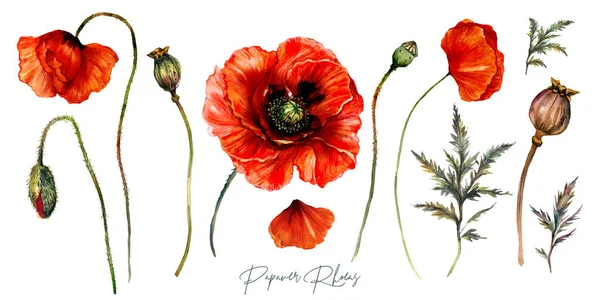 Papaver Rhoeasストックベクター ロイヤリティフリーpapaver Rhoeasイラスト Depositphotos Papaver Rhoeasストックベクター ロイヤリティフリーpapaver Rhoeasイラスト Depositphotos