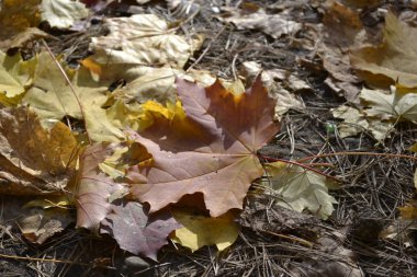 Renkli akçaağaç yaprakları ormanda düşmek