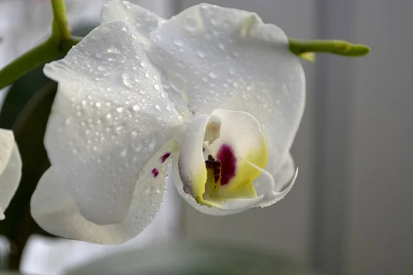 Орхидеи Капельками Воды — стоковое фото