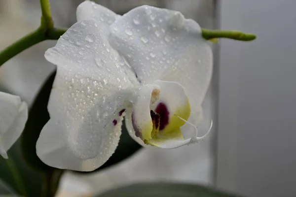 Орхидеи Капельками Воды — стоковое фото