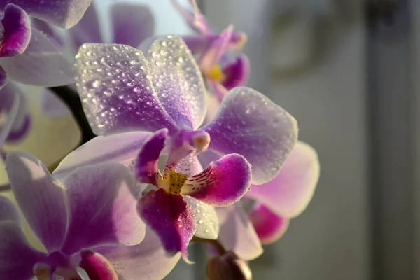 Orchideeën Met Waterdruppels — Stockfoto