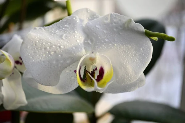 Orchideeën Met Waterdruppels — Stockfoto