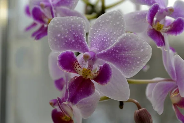 Orchideeën Met Waterdruppels — Stockfoto