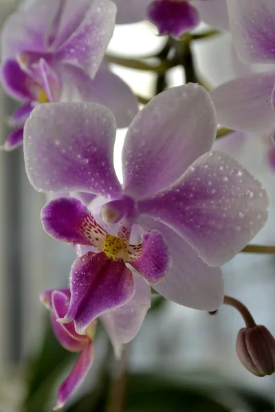 Orchideeën Met Waterdruppels — Stockfoto