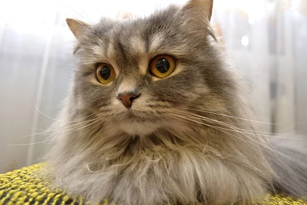 Gatinho Com Olhos Amarelos — Fotografia de Stock