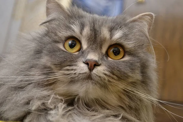 Gatinho Com Olhos Amarelos — Fotografia de Stock