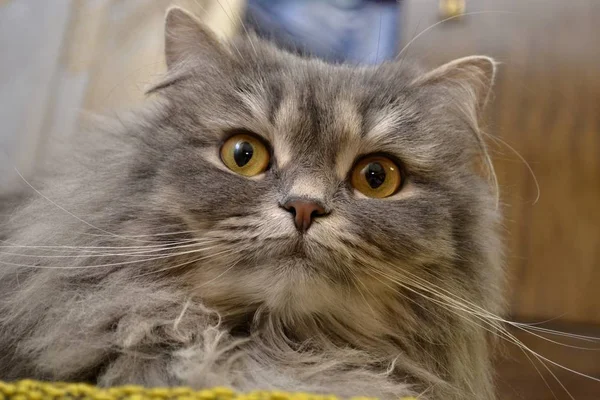 Gatinho Com Olhos Amarelos — Fotografia de Stock