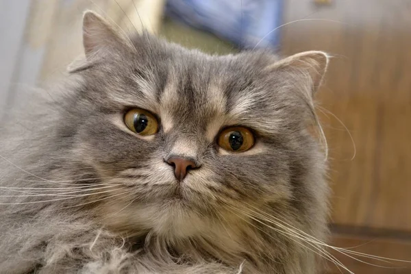 Gatinho Com Olhos Amarelos — Fotografia de Stock