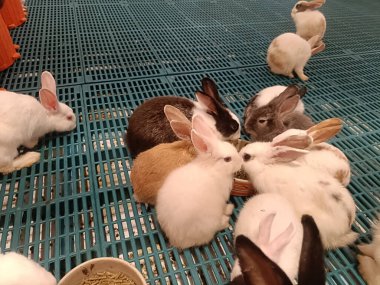 Beyaz tavşan grubu kapalı alandaki pelet yiyeceklerle besleniyor mavi plastik döşemeli, nazik hayvan bakımı ve sakin etkileşim sahnesi