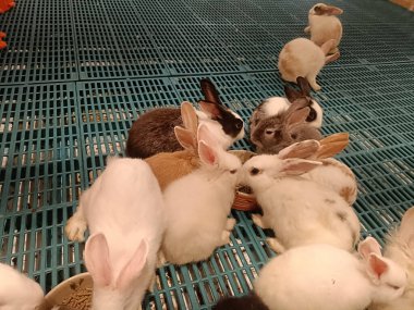 Tavşan besleme sahnesi, çoklu tavşan kulübesi zemin ve sıcak ışık, kaseden yemek yiyen ve kapalı bir kalemle dinlenen neşeli grup.