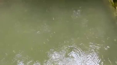 Yeşil gölet yüzeyi, yağmur dalgaları ve yumuşak yansımalarla sakin açık hava su manzarası yumuşak hareket ve doğal doku bulanık yeşil su yüzeyi, yağmur dalgası ve yansımalı ıslak gölet suyu.