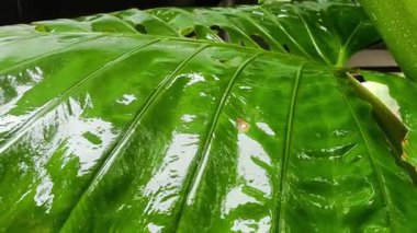 Su damlası yansımaları ile büyük, parlak yeşil tropikal yaprak, canlı yağmur ormanı yaprakları damar yapısını ve ışığı yansıtan damarlar ile doğal parlaklığı gösteren yakın plan.