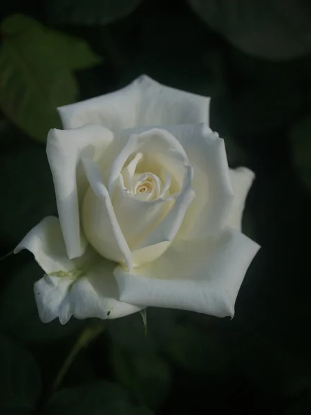 Een mooie witte roos in de tuin — Stockfoto