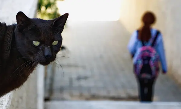 Tasavvuf, önyargılar, işaretler, önyargılar