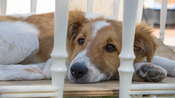 Neşesiz bir barınak köpekleri ömrünü