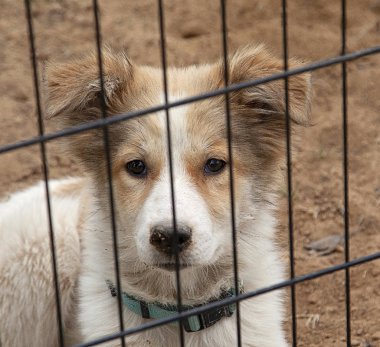 Neşesiz bir barınak köpekleri ömrünü