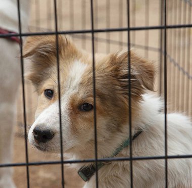 Neşesiz bir barınak köpekleri ömrünü