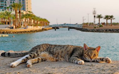 Eilat, Israil, 13 Ağustos 2017. Eilat, Kızıldeniz kıyısında yer almaktadır. rekreasyon ve su turizmi için harika bir yer.