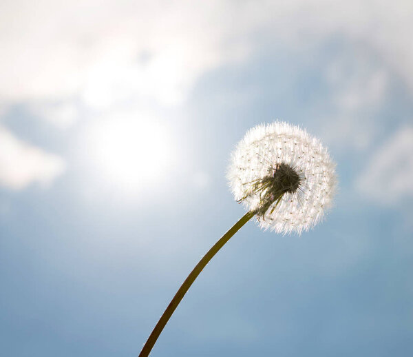 Одуванчик Семенная Голова, на размытом фоне, макро крупный план