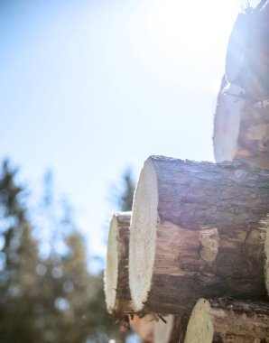  Ormanın içinde ahşap hasat. Ahşap günlükleri yığını