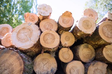  Ormanın içinde ahşap hasat. Ahşap günlükleri yığını