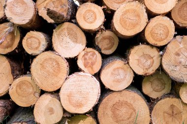 Ormanın içinde ahşap hasat. Ahşap günlükleri yığını