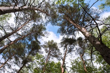 Orman ağaçları yere bakıyordum. Güneş ve gökyüzü.