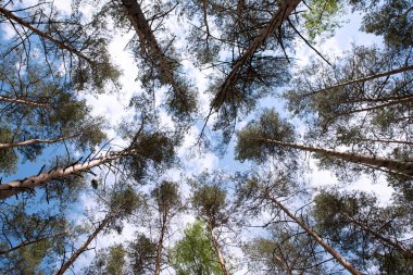 Orman ağaçları yere bakıyordum. Güneş ve gökyüzü.