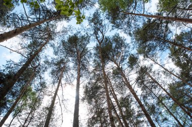 Orman ağaçları yere bakıyordum. Güneş ve gökyüzü.