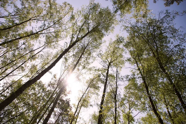 Árboles Forestales Mirando Desde Suelo Sol Cielo — Foto de Stock