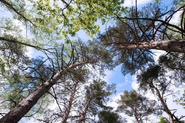 Árboles Forestales Mirando Desde Suelo Sol Cielo — Foto de Stock