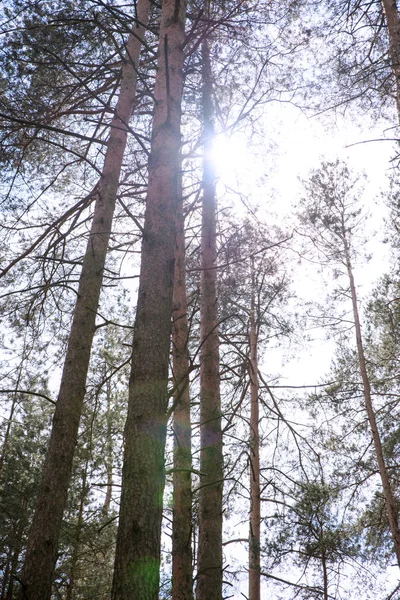 Árboles Forestales Mirando Desde Suelo Sol Cielo — Foto de Stock