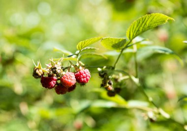  Ahududu doğa çalıların üzerinde olgunlaşmış ahududu