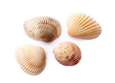 Beyaz arka plan üzerinde izole egzotik deniz kabukları
