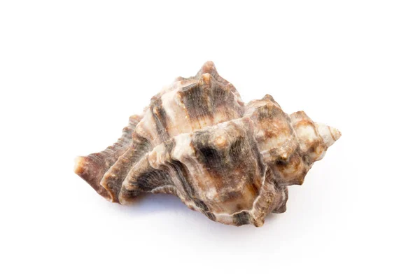 Exotic Sea Shells Isolated White Background — Stock Photo, Image