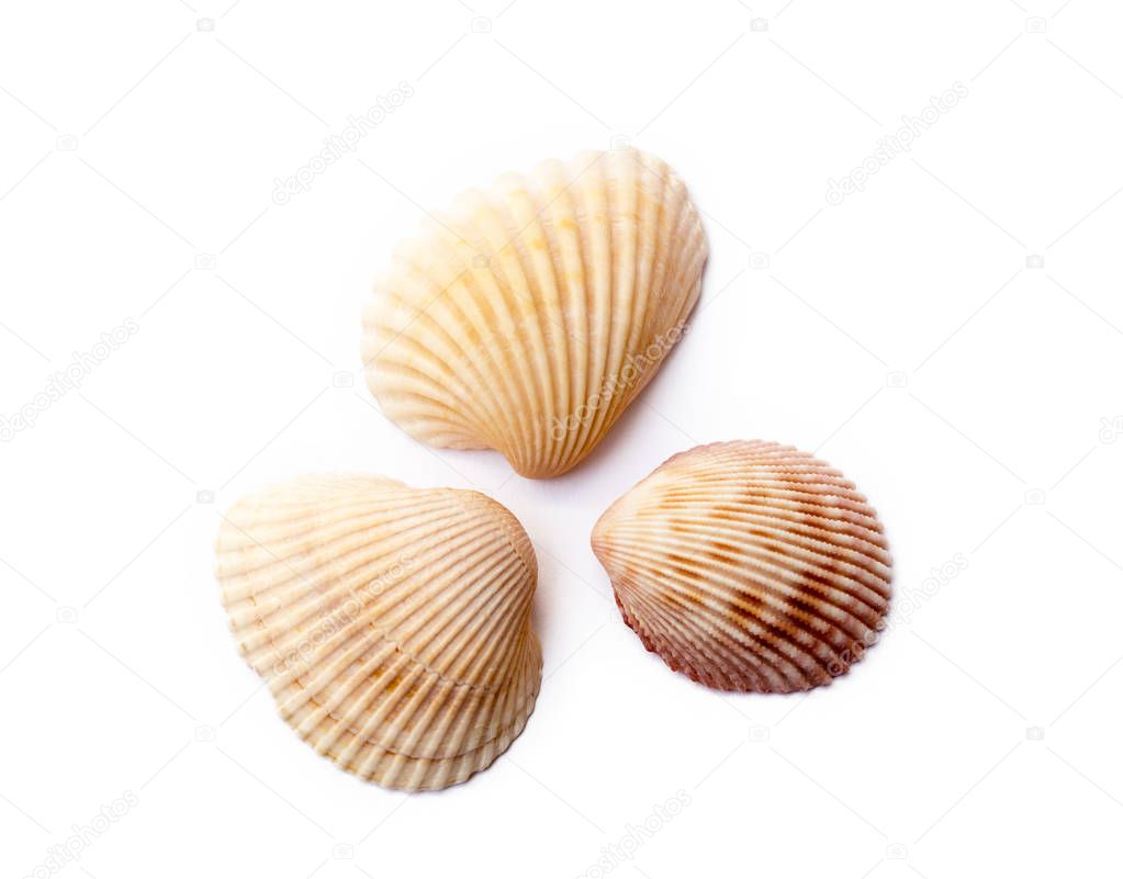 Exotic sea shells isolated on white background