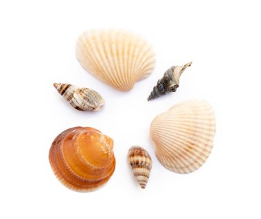 Beyaz arka plan üzerinde izole egzotik deniz kabukları