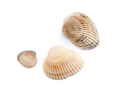 Beyaz arka plan üzerinde izole egzotik deniz kabukları