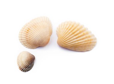 Beyaz arka plan üzerinde izole egzotik deniz kabukları