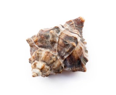  Beyaz arka plan üzerinde izole egzotik deniz kabukları