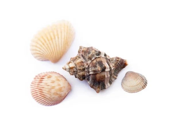 Exotic Sea Shells Isolated White Background — Stock Photo, Image