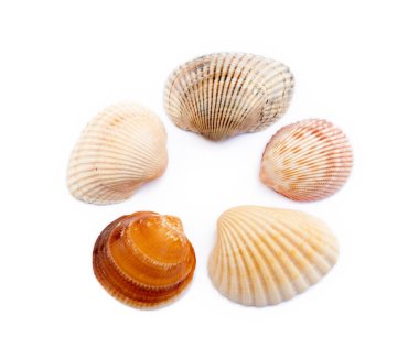 Beyaz arka plan üzerinde izole egzotik deniz kabukları