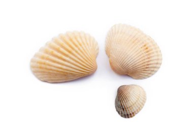 Beyaz arka plan üzerinde izole egzotik deniz kabukları