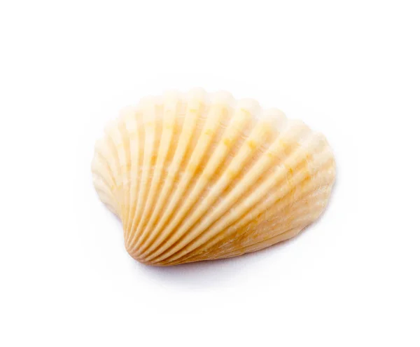 Exotic Sea Shells Isolated White Background — Stock Photo, Image