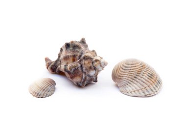 Beyaz arka plan üzerinde izole egzotik deniz kabukları